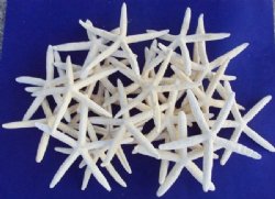 10 inches Up to 12 inches Wholesale Off White Large Finger Starfish, Pencil Starfish - Box of  45 pc @ 1.15 each  