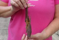 Intermediate Roundleaf bat Preserved Bat with wings spread 9 inch up to 10 inch long - (1 pc, 4 pc)