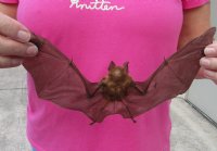 Intermediate Roundleaf bat Preserved Bat with wings spread 9 inch up to 10 inch long - (1 pc, 4 pc)