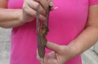 Intermediate Roundleaf bat Preserved Bat with wings spread 9 inch up to 10 inch long - (1 pc, 4 pc)