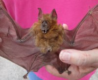 Intermediate Roundleaf bat Preserved Bat with wings spread 9 inch up to 10 inch long - (1 pc, 4 pc)