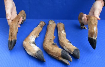 Wholesale Medium North American Deer legs, cured in formaldehyde 10 to 14 inches in length - $6.00 each