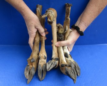 Wholesale Medium North American Deer legs, cured in formaldehyde 10 to 14 inches in length - $6.00 each