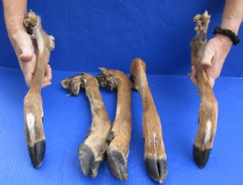 Wholesale Large North American Deer legs, cured in formaldehyde 14 to 17 inches in length - $10.00 each