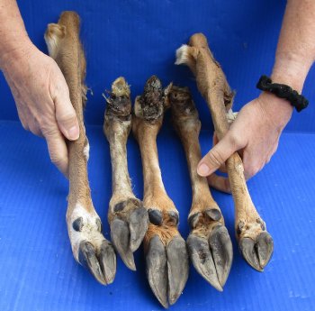 Wholesale Large North American Deer legs, cured in formaldehyde 14 to 17 inches in length - $10.00 each