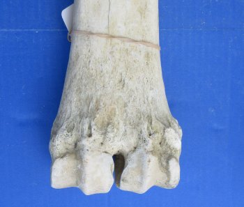 African giraffe leg bone 23 inch up to 25 inch - $135 each; 3 pcs @ $122 each