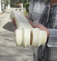 Wholesale African giraffe leg bone 24 inches up to 28 inches, commercial grade with natural imperfections - $90.00 each  