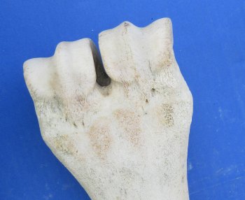 African giraffe leg bone 23 inch up to 25 inch - $135 each; 3 pcs @ $122 each