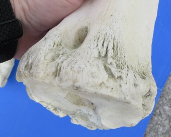 Wholesale African giraffe leg bone (metacarpal & metatarsal) 26-28 inches - $145 each; 3 pcs @ $130 each (Signature required)