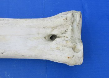 Wholesale African giraffe leg bone (metacarpal & metatarsal) 26-28 inches - $145 each; 3 pcs @ $130 each (Signature required)