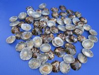 Wholesale Polished Brown Limpet shells 1-1/4" to 2" - 100 pcs @ $.50 each; 300 pcs @ $.45 each