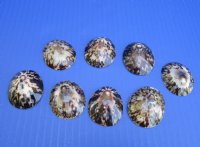 Wholesale Polished Brown Limpet shells 1-1/4" to 2" - 100 pcs @ $.50 each; 300 pcs @ $.45 each
