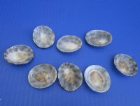 Wholesale Polished Brown Limpet shells 1-1/4" to 2" - 100 pcs @ $.50 each; 300 pcs @ $.45 each
