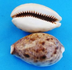 Wholesale lynx cowry shells, eyed cowry - 3/4" to 1-1/2" - 100 pc @ .06 ea - 1000 pc @ .05 ea; - 1-1/4" - 2-1/2" - 100 pc @ .07 each; 1000 pc @ .04 each 