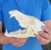 Coyote Skulls for Sale - Hand Picked Pricing