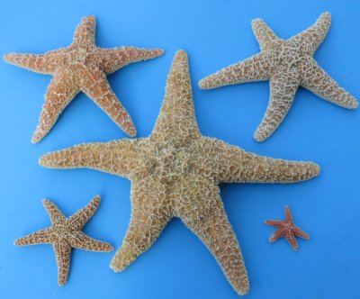 Sugar Starfish in Bulk 