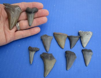 Wholesale Fossil Mako tooth 1 and 1-1/2 inches long - 2 pcs @ $7.25 each; 10 pcs @ $6.50 each