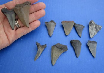 Wholesale Fossil Mako tooth 1-1/2 and 2 inches long - 2 pcs @ $9.00 each; 10 pcs @ $8.00 each