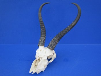 Wholesale C grade Male Springbok Skulls with Horns (with holes, broken horns and varies other damage) - $40 each; 5 pcs @ $35 each 
