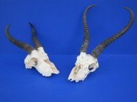 Wholesale C grade Male Springbok Skulls with Horns (with holes, broken horns and varies other damage) - $40 each; 5 pcs @ $35 each 