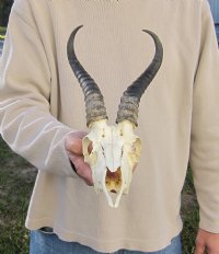 Wholesale Male Springbok Skulls with Horns - $55 each; 5 pcs @ $50 each