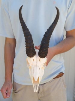 Wholesale Male Springbok Skulls with Horns - $60 each; 5 pcs @ $55 each