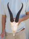 Wholesale Male Springbok Skulls with Horns of commercial grade quality - $60; Packed: 5 pcs @ $55.00 each  (We will select ones that look similar to those pictured)  