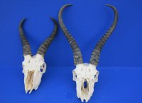 Wholesale C grade Male Springbok Skulls with Horns (with holes, broken horns and varies other damage) - $40 each; 5 pcs @ $35 each 