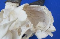 Wholesale C grade Male Springbok Skulls with Horns (with holes, broken horns and varies other damage) - $40 each; 5 pcs @ $35 each 