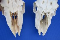 Wholesale C grade Male Springbok Skulls with Horns (with holes, broken horns and varies other damage) - $40 each; 5 pcs @ $35 each 