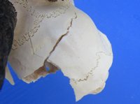 Wholesale C grade Male Springbok Skulls with Horns (with holes, broken horns and varies other damage) - $40 each; 5 pcs @ $35 each 