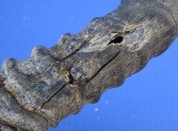 Wholesale C grade Male Springbok Skulls with Horns (with holes, broken horns and varies other damage) - $40 each; 5 pcs @ $35 each 