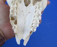 Wholesale C grade Male Springbok Skulls with Horns (with holes, broken horns and varies other damage) - $40 each; 5 pcs @ $35 each 