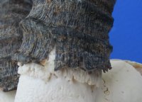 Wholesale C grade Male Springbok Skulls with Horns (with holes, broken horns and varies other damage) - $40 each; 5 pcs @ $35 each 