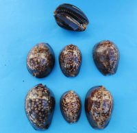2-1/2 to 3-1/4 inches Humpback cowries wholesale, chocolate cowries - 10 pcs @ $1.60 each; 50 (5 bags) @ $1.44 each