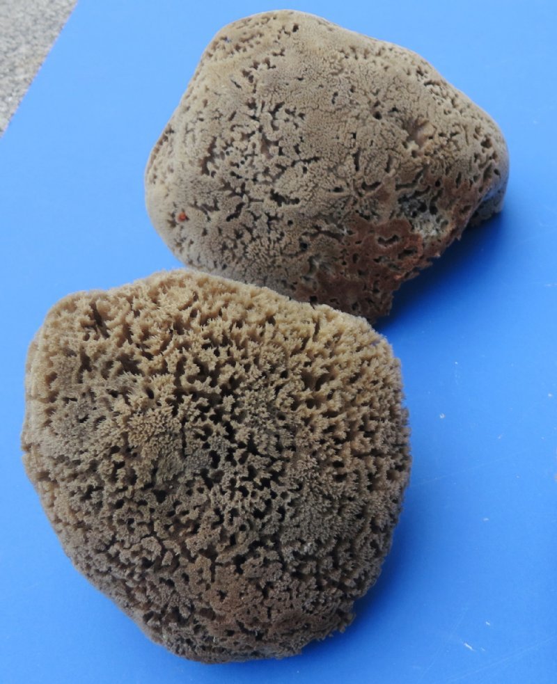Wholesale Natural Sea Sponge Wholesale For Clean And Healthy Skin 
