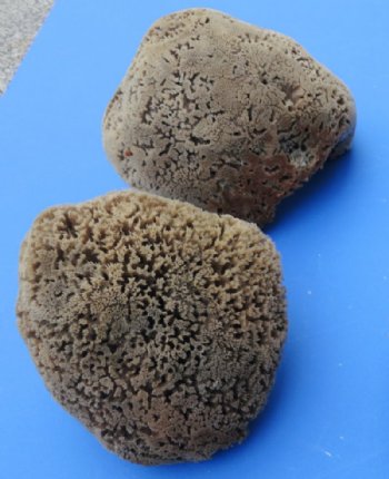 Wholesale natural sea sponges 6 to 7-3/4 inches comes in assorted shapes - 2 pcs @ $5.75 each; 12 pcs @ $5.00 each 