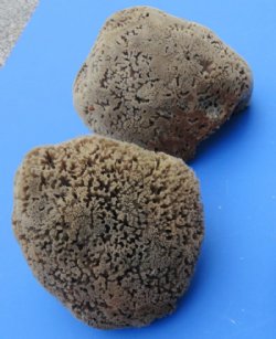 Wholesale natural sea sponges 6 to 7-3/4 inches comes in assorted shapes - 2 pcs @ $5.75 each; 12 pcs @ $5.00 each 
