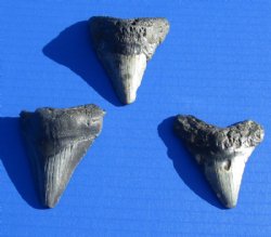 Wholesale Megalodon Tooth 1 to 1-7/8 inches long Without Restoration - 2 pcs @ $11.25 each; 8 pcs @ $9.80 each