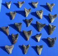 Wholesale Megalodon Tooth 1 to 1-7/8 inches long Without Restoration - 2 pcs @ $11.25 each; 8 pcs @ $9.80 each