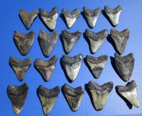 Large Megalodon Shark Tooth Wholesale, Large Fossil Shark teeth - 5 to 5-3/4 inches long - $130.00 each 