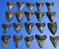 Wholesale Large Megalodon Tooth, 4 to 4-7/8 inches long - $85.00 each; 3 pcs @ $75.00 each 