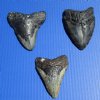 Wholesale Large Megalodon Tooth (Carcharocles megalondon),   4 to 4-7/8 inches long Without Restoration - $85.00 each; Packed: 3 pcs @ $75.00 each (You will receive one that looks similar to those pictured)