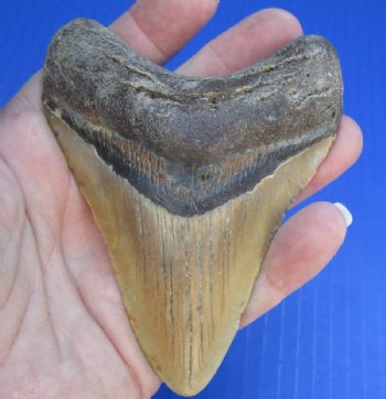 Mako Shark Teeth, Megalodon Shark Tooth Hand Picked