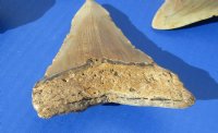 Wholesale High Quality Megalodon Shark Tooth - 3 to 3-1/2 inches long - $45.00 each;  4 pcs @ $40.00 each 