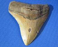 Wholesale High Quality Megalodon Shark Tooth - 4 to 4-1/2 inches long - $85.00 each; 3 pcs @ $75.00 each 