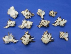 Wholesale Endive Murex Longspine, natural shells for hermit crabs 2-3/4 to 3-1/2 inch; 12 pcs @ $1.50 each; 60 pcs @ $1.35 each