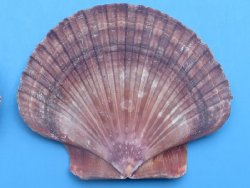 Wholesale Mexican F...