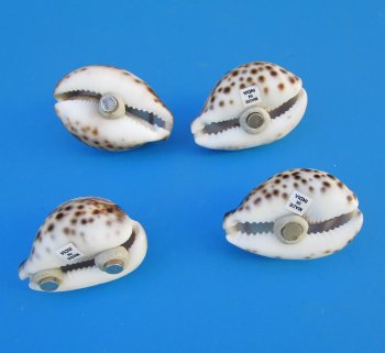 Sealife Carved Tiger Cowrie Shell Magnets 2" to 2-1/2" - 10 pcs @ $1.30 each; 50 pcs @ $1.17 each