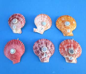 Pecten Nobilis Shell Magnets 2" to 3" - 10 pcs @ $1.00 each; 50 pcs @ $.90 each